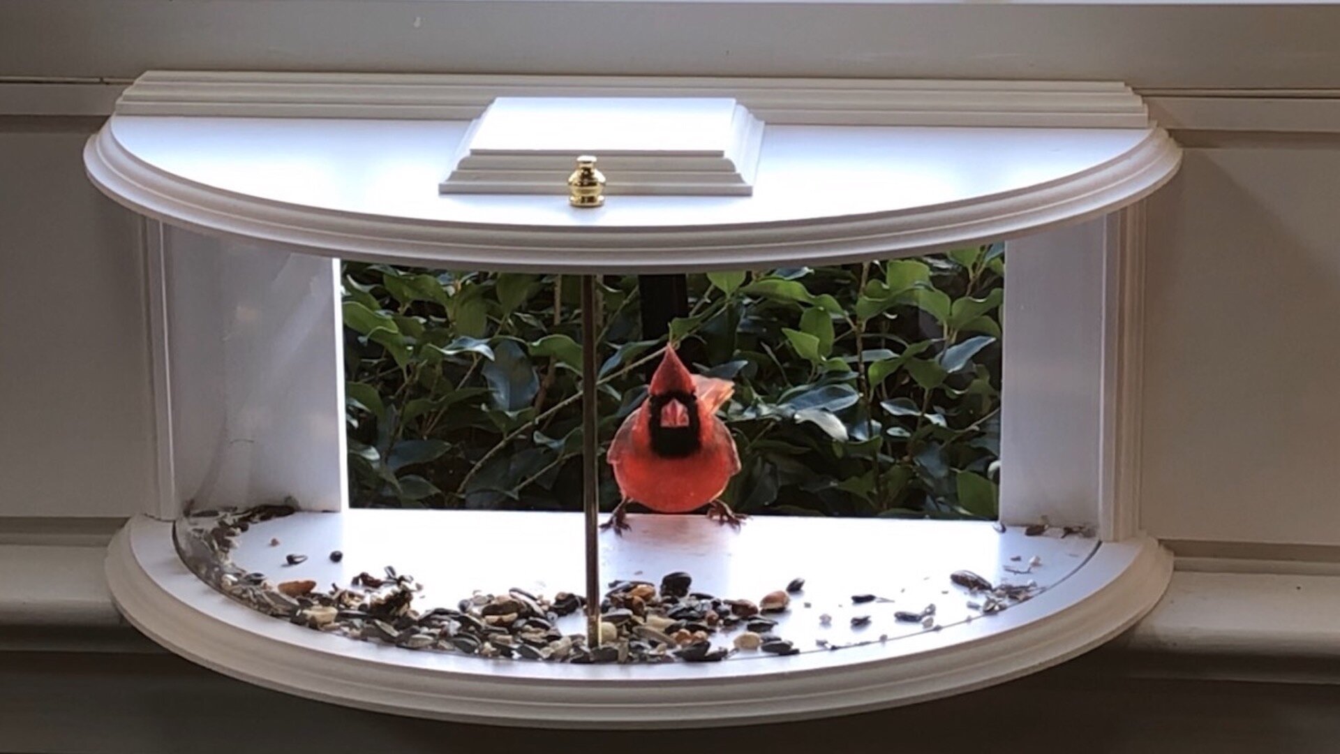 The Unexpected Companionship That A Bird Feeder Provides Connecticut the-unexpected-companionship-that-a-bird-feeder-provides-connecticut